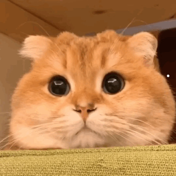 最贵的猫什么猫