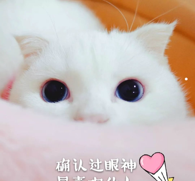 猫抓出血要打针吗