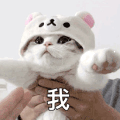 宠物一般怎么寄