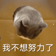 胖头猫是什么品种