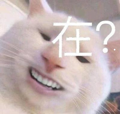 两个月猫吃什么