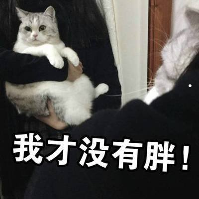 宠物狗大全图片及名称小型