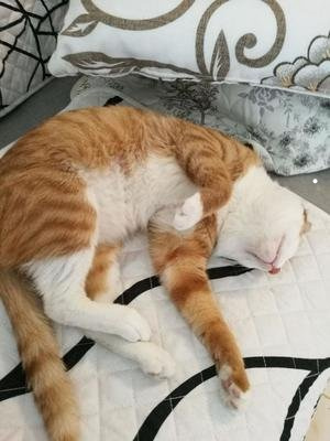 银渐层是短鼻猫吗可以托运吗