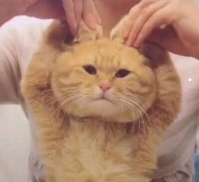猫辟邪驱鬼