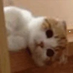 狗的品种大型