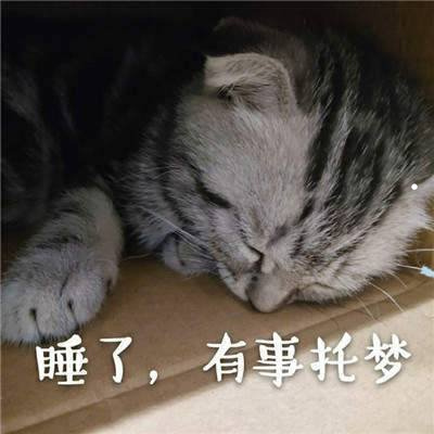 最适合家养狗狗排名