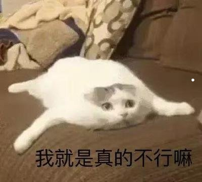 美短特别凶