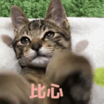 土猫的品种介绍及图片