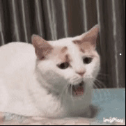白色土猫寿命很短吗