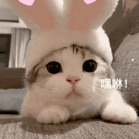 家养猫咪品种排名