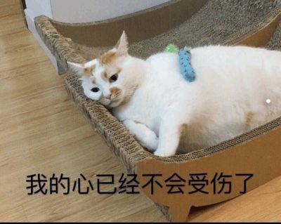 猫咪丢了是没缘分吗
