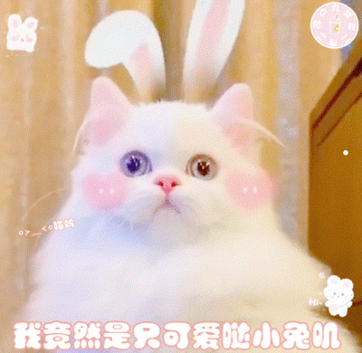 猫咪喜欢搂着主人睡