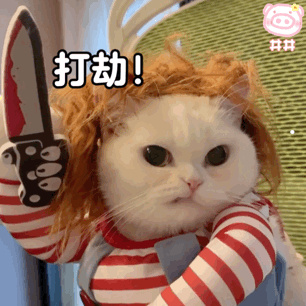 中华田园猫花色大全