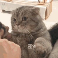 黑猫亲近你是不祥之兆吗