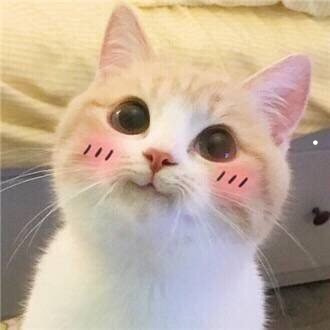 狗缘不好的人