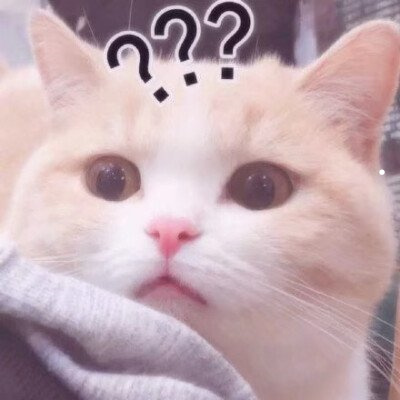 杜宾多大裁耳比较安全