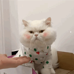 布偶猫脸型图解