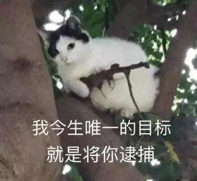 猫咪体内驱虫前后要注意什么