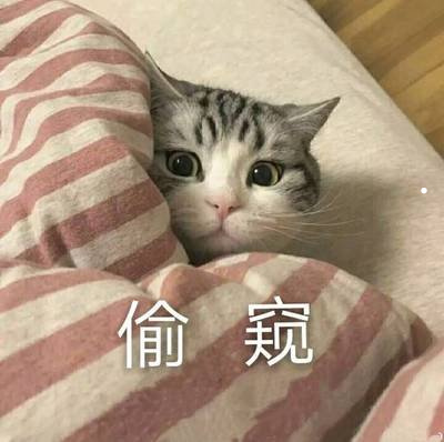 能听懂猫叫声的软件