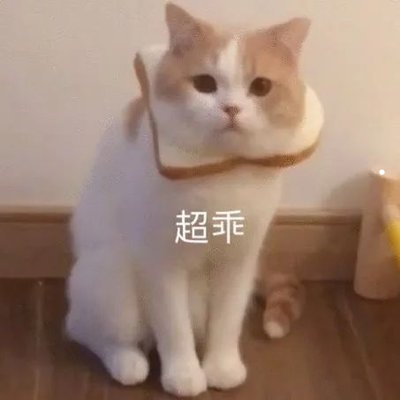 怎么让猫不叫