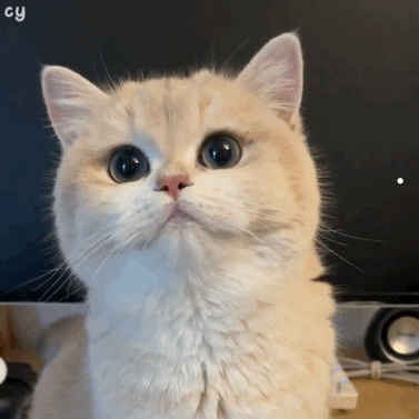 吸引公猫的声音的软件