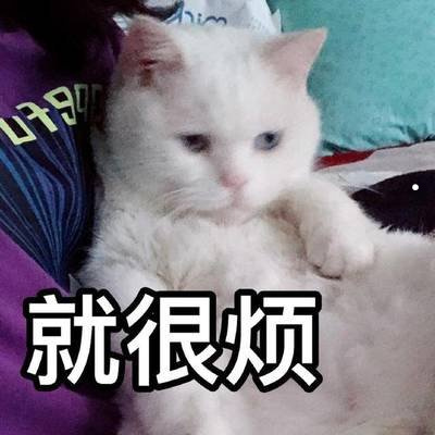 脸又大又圆的猫是什么品种