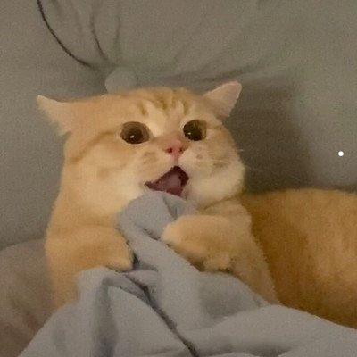 金吉猫