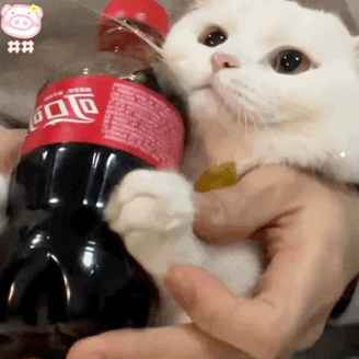 第一次养猫需要准备什么东西