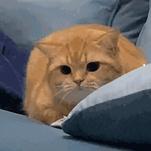 猫咪脂肪肝能自己在家治疗吗