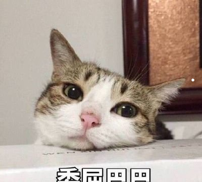 金毛幼犬图片两个月三个月