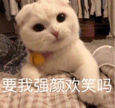 怎样识别狗的品种图片