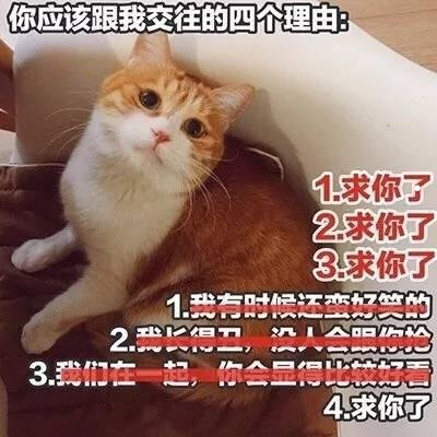 猫的特长和本领