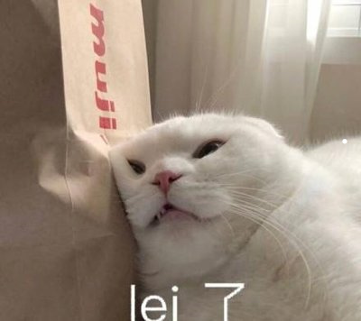 猫的图片和资料还有介绍组成海报