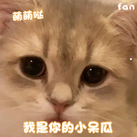 黑猫头像