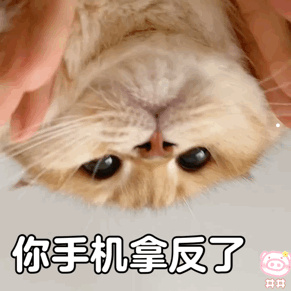 宠物猫狗图片