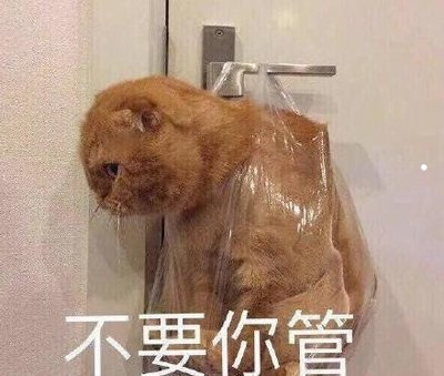 银渐层公的好养还是母的好养