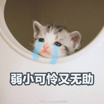 拉布拉多怎么训练才听话的小视频