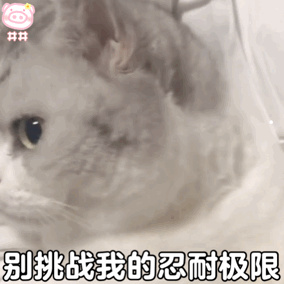 掉毛不那么严重的猫