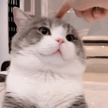 猫咪临死之前的征兆