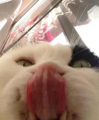好养的小型猫有哪些