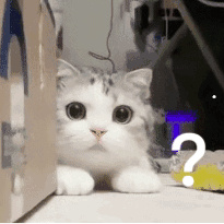给猫咪播放猫咪的声音