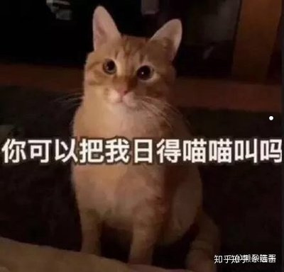 适合学生的小型宠物