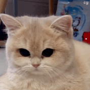 一般的家猫是什么品种