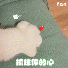 哪种小猫最好养