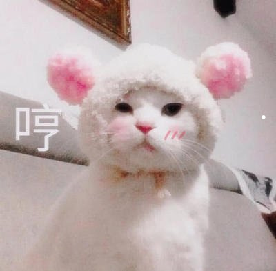 白色蓝眼睛的猫有哪些品种