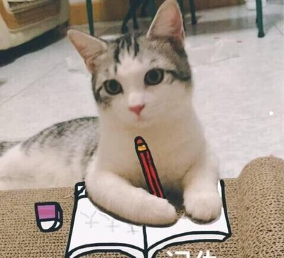 猫咪最常见的疾病