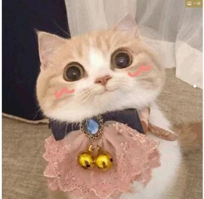 床上的猫毛一般怎么处理