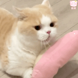 名贵的梅花品种