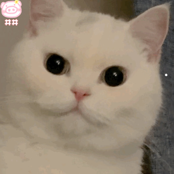 猫猫呼吸时有咕噜咕噜的声音