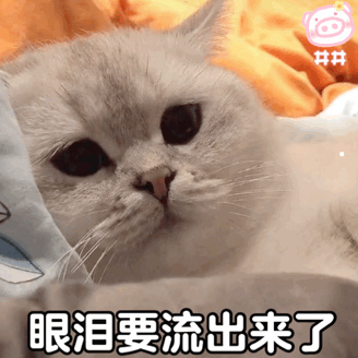 沈阳最大的宠物猫市场在哪里